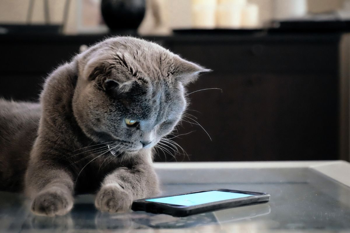 Is your cat talking to you? an AI claims it understands